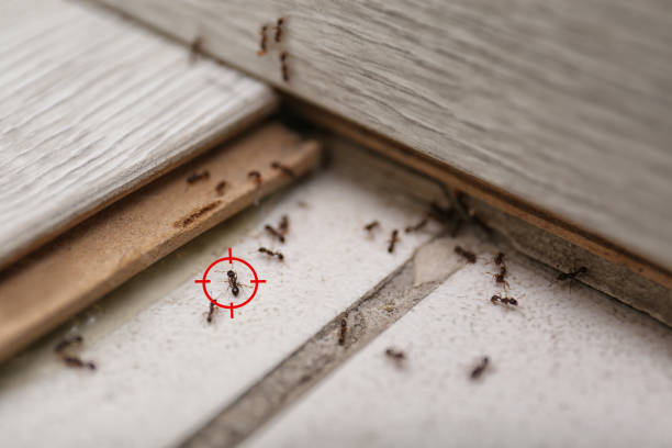 Best Flea Control Services  in Siesta Shores, TX
