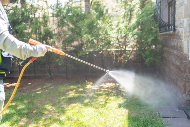 Best Wasp Removal Services  in Siesta Shores, TX